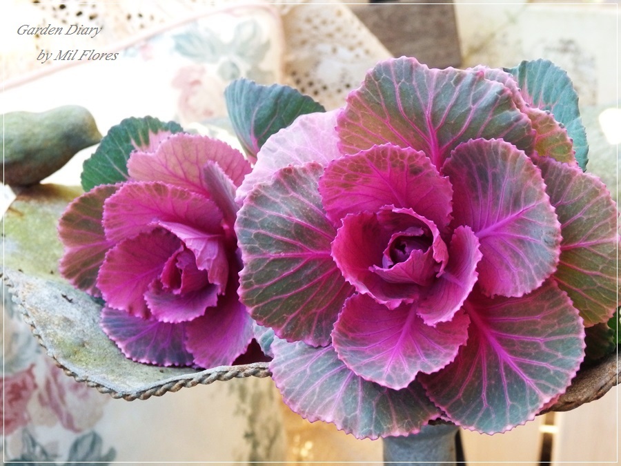 Beautiful ornamental cabbages_e0365614_10512085.jpg