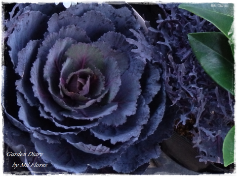 Beautiful ornamental cabbages_e0365614_11181114.png