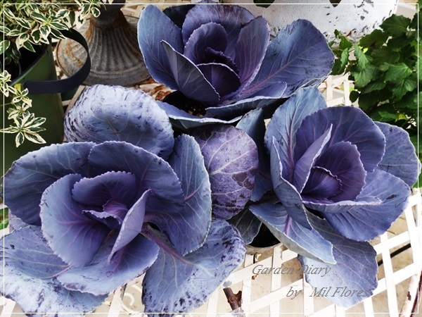 Beautiful ornamental cabbages_e0365614_11185583.jpg