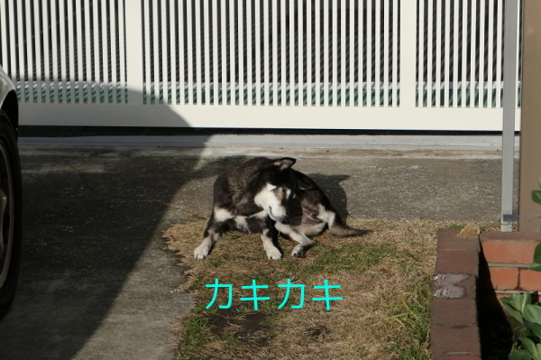 f0369014_19262793.jpg