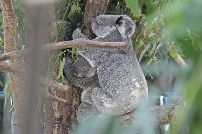 Sczoo オセアニアの動物たち 続々 動物園ありマス Sczoo オセアニアの動物たち 続々 動物園ありマス