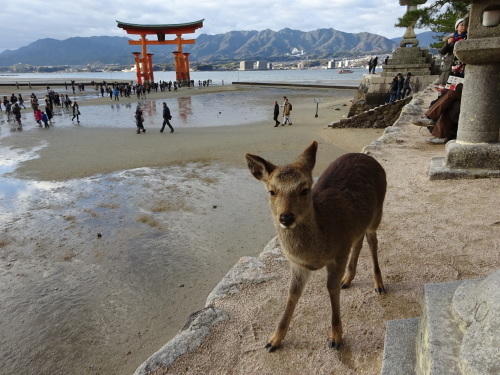 2017年:日本で年明け_d0074320_23222660.jpg