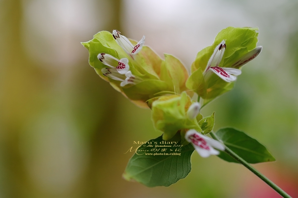まゝに/コエビソウとサポジラ Beloperone guttata Brandeg _d0342426_18210527.jpg