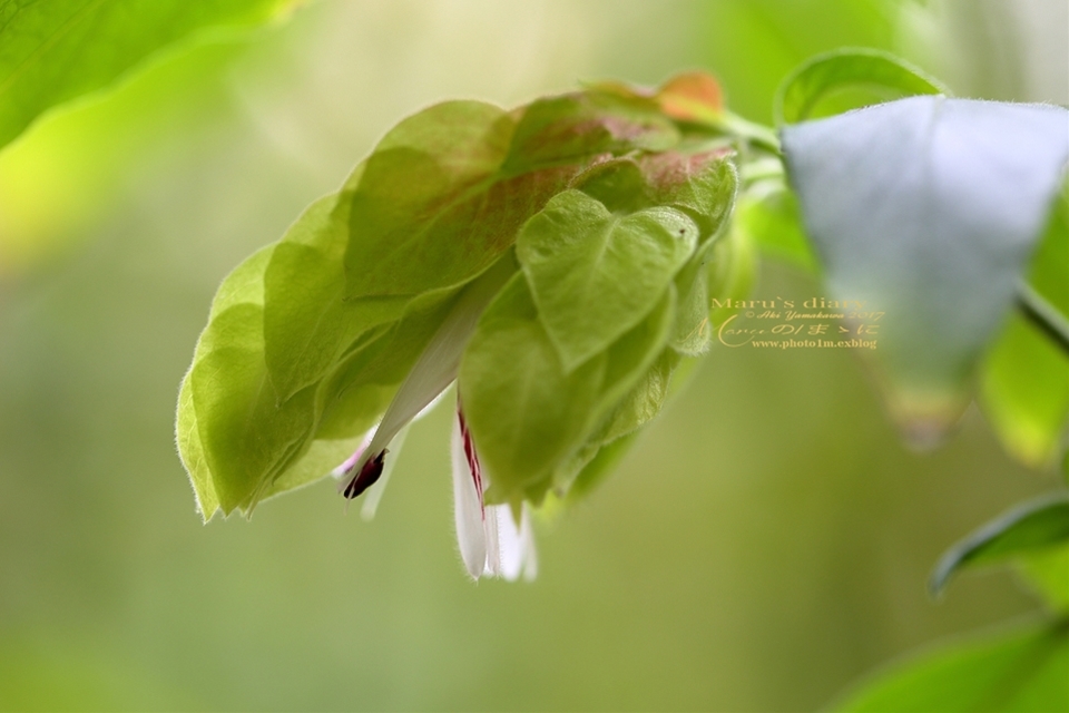 まゝに/コエビソウとサポジラ Beloperone guttata Brandeg _d0342426_18210869.jpg