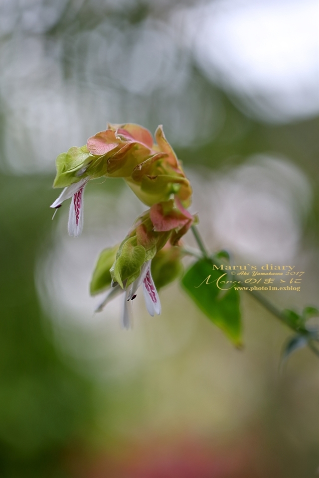 まゝに/コエビソウとサポジラ Beloperone guttata Brandeg _d0342426_18211334.jpg