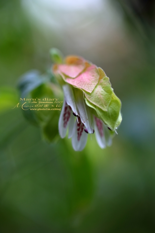 まゝに/コエビソウとサポジラ Beloperone guttata Brandeg _d0342426_18211612.jpg
