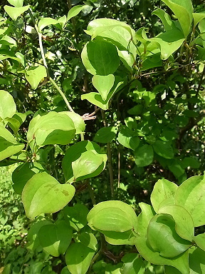 サンキライ 山帰来 サルトリイバラ 柏餅の葉 愛しの花たち In Canada