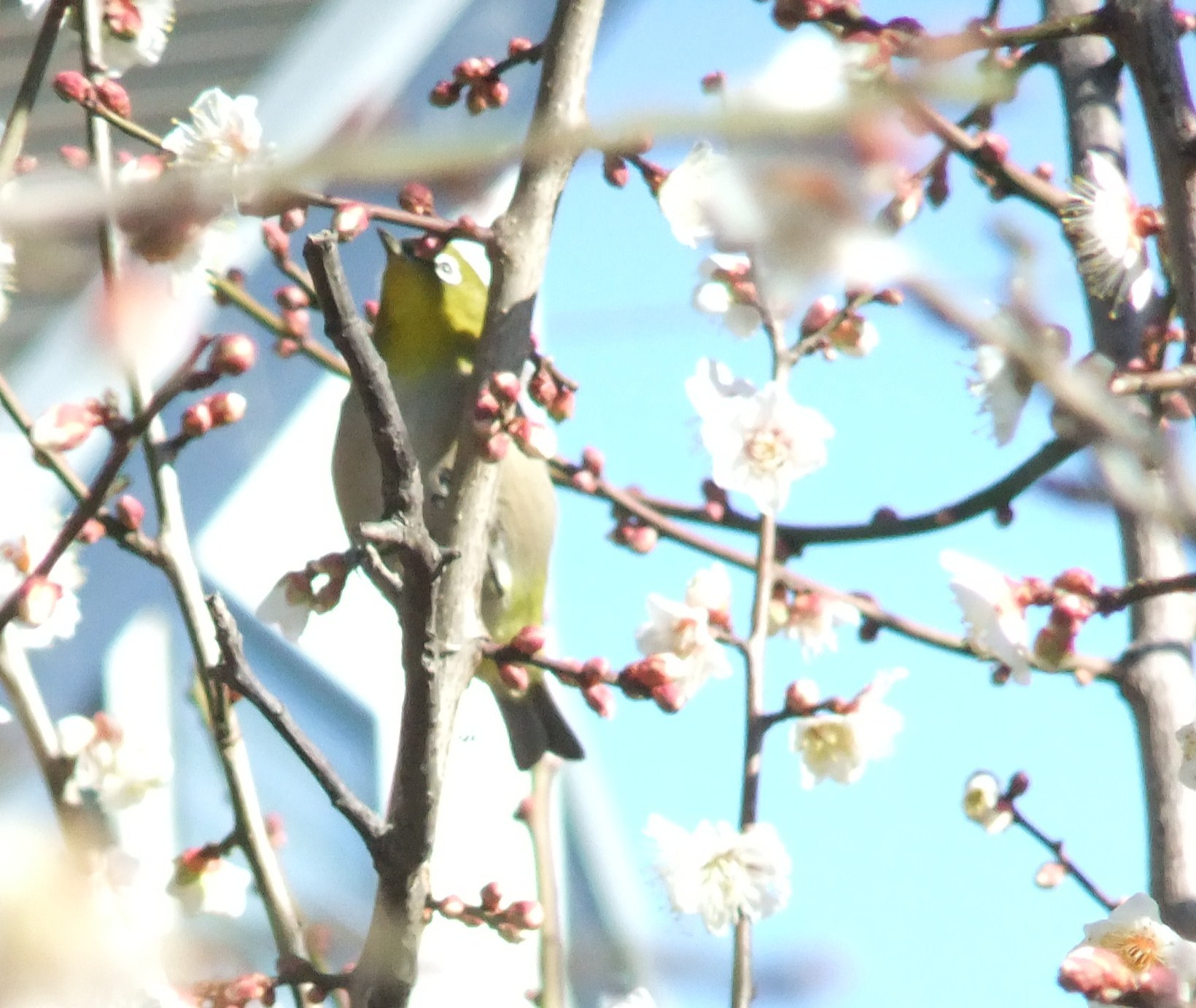 梅は満開..桜は１輪（寒いです）_b0137932_01112457.jpg