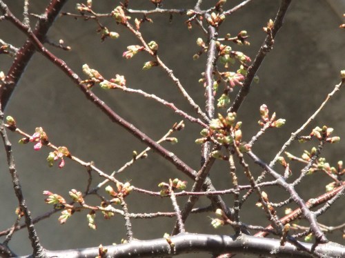 梅は満開..桜は１輪（寒いです）_b0137932_01145492.jpg