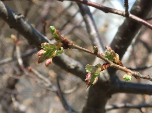 梅は満開..桜は１輪（寒いです）_b0137932_01154330.jpg