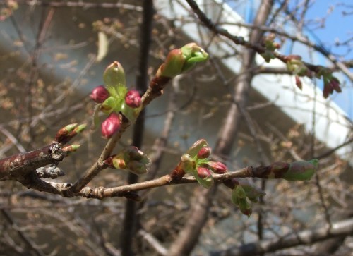 梅は満開..桜は１輪（寒いです）_b0137932_01165938.jpg