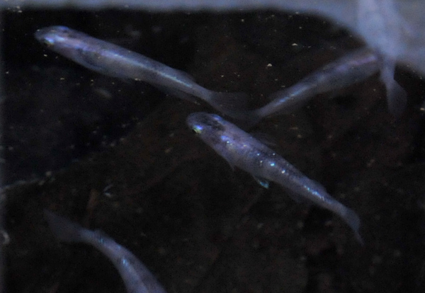 e0097534_17252527.jpg