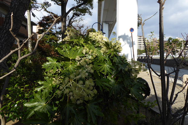 住吉川公園、ハクセキレイ、ユリカモメ、オナガガモ、ヒドリガモ、カルガモ_a0030958_22371397.jpg