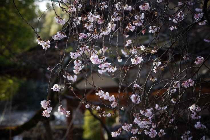 平野神社の十月桜、またの名を不断桜_b0063958_22315486.jpg