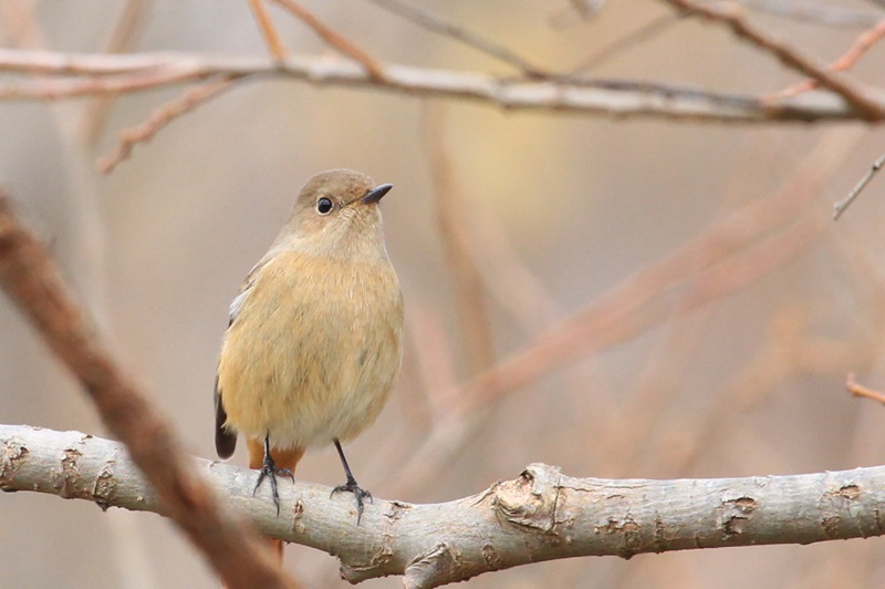 2017年鳥撮り初めの野鳥たち・１♪_a0167759_014220.jpg