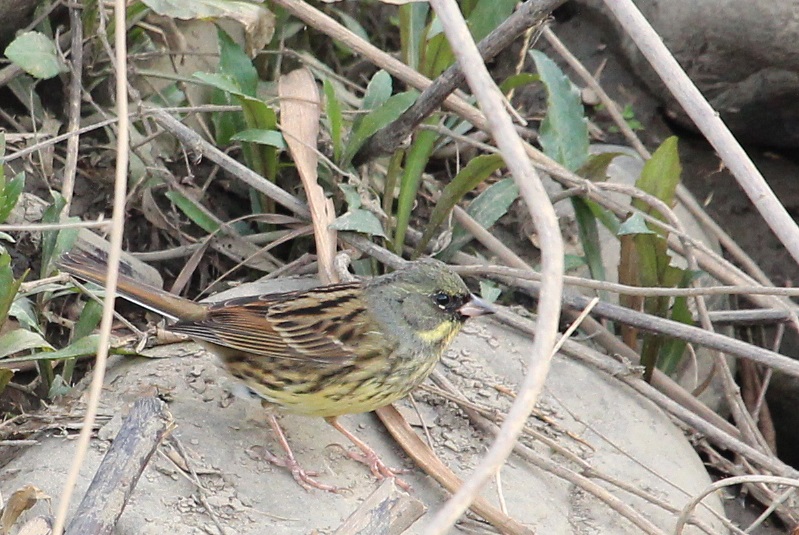 2017年鳥撮り初めの野鳥たち・１♪_a0167759_081946.jpg