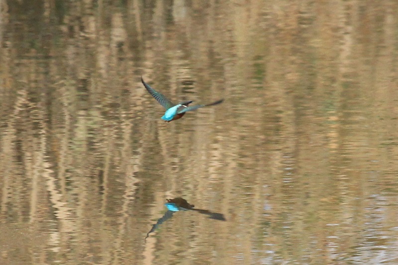 a0167759_1111732.jpg