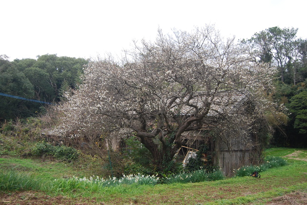 c0323863_20413173.jpg