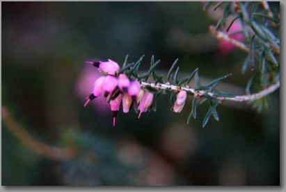 「この花の名は？」_f0322282_17013453.jpg