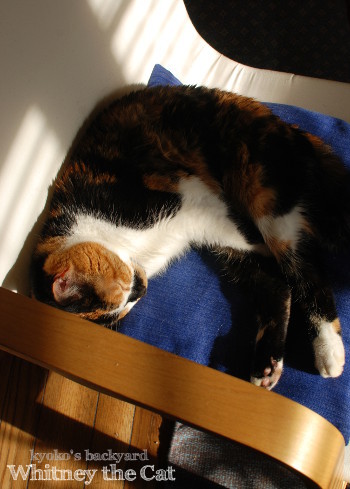 股に手をはさんで眠る猫 (動物・ペット部門)_b0253205_06011186.jpg