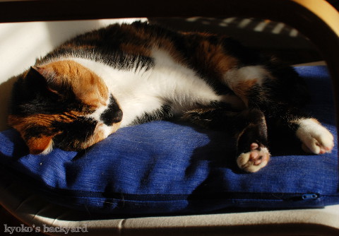 股に手をはさんで眠る猫 (動物・ペット部門)_b0253205_06014098.jpg