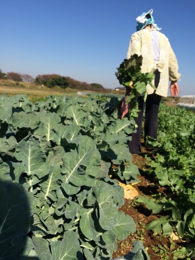 増田農園と鎌倉の野菜でのサラダ「冬の菜園」_c0130206_11303908.jpg