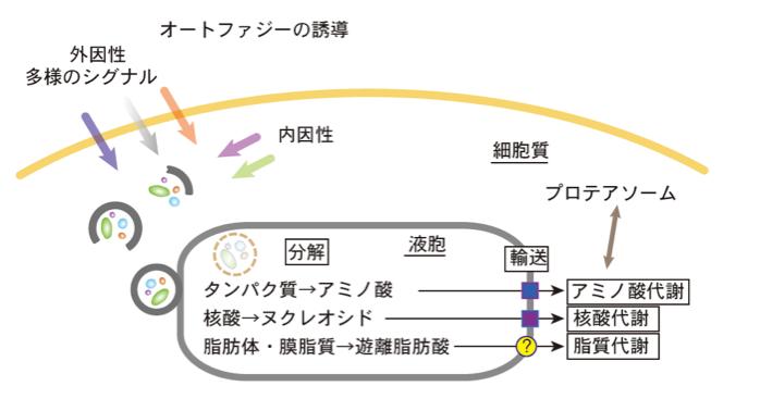 A Happy New Year Autophagy：「オートファジーは断食の科学的証明である。末期ガンは断食で完治する！？」_a0348309_8425567.png