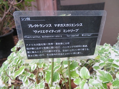 f0325309_11430370.jpg