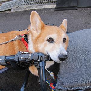 いろいろと大変ですが食欲はあります_d0169411_0283165.jpg