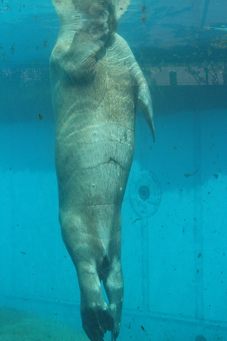 八景島シーパラダイス 考えるセイウチとパンダイルカ 続々 動物園ありマス