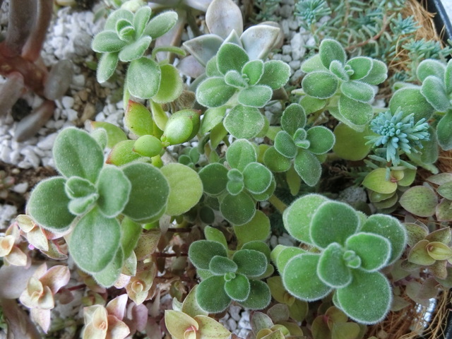 f0325326_159757.jpg