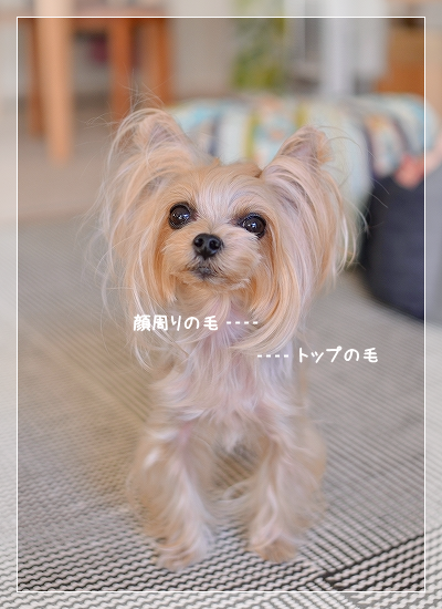 d0179828_09152196.png
