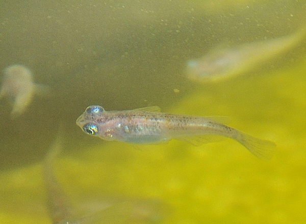 e0097534_1620563.jpg