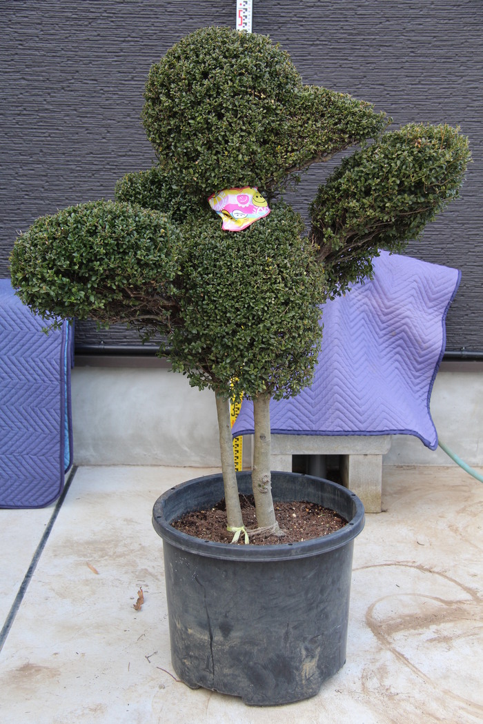 キンメツゲ トピアリー 約:150cm 仕立て物 3本立ち 柘植 68 【公式通販】