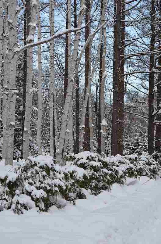 2017年1月13日　豊平公園_d0167146_1552439.jpg