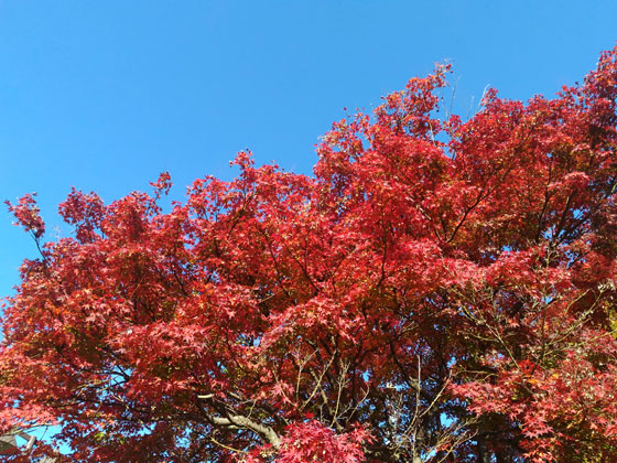 c0335348_20493313.jpg