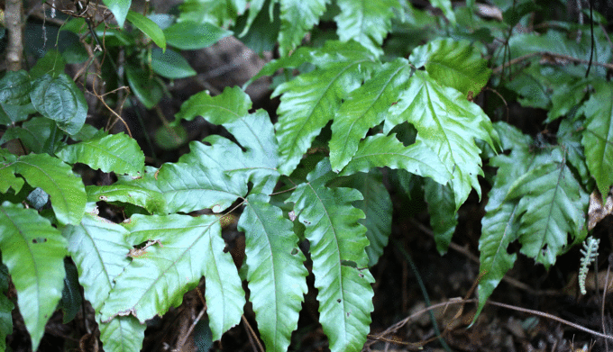 ミカワリシダ Tectaria subtriphylla _f0165160_10262060.gif