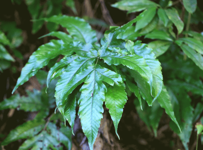 ミカワリシダ Tectaria subtriphylla _f0165160_10264426.gif