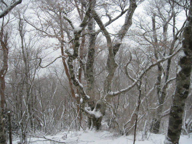 2017.1.13 柴小屋山_c0219866_1355148.jpg