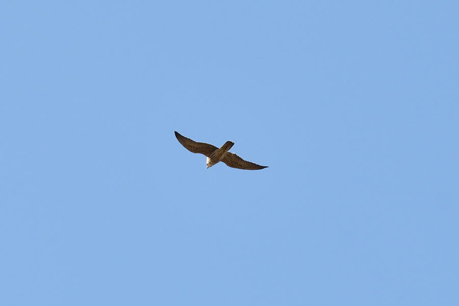 b0346568_14461829.jpg