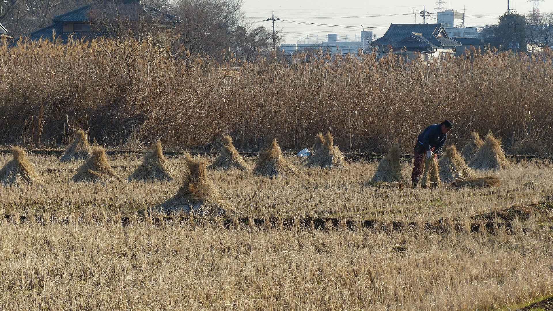 初春芝川巡り_a0185081_1744373.jpg