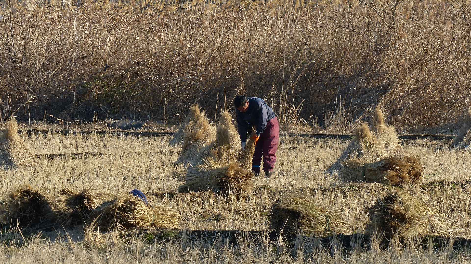 初春芝川巡り_a0185081_174543.jpg