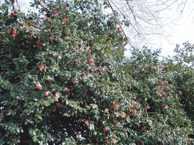 e0025300_1330014.jpg