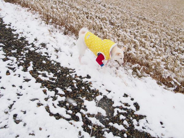 雪積もってます。_d0293002_22241774.jpg