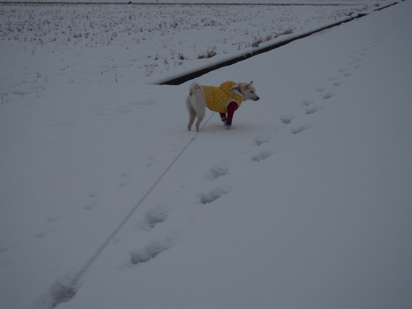 雪積もってます。_d0293002_22284051.jpg