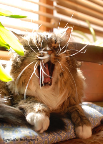 鼻のほくろ (動物・ペット部門)_b0253205_05252459.jpg