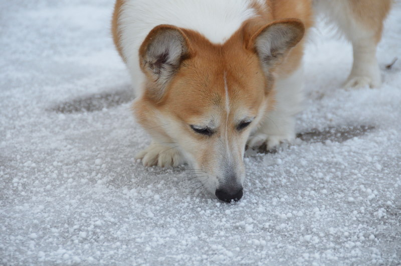 雪の朝のお散歩_a0355726_11473778.jpg