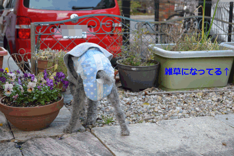 c0136736_22133602.gif