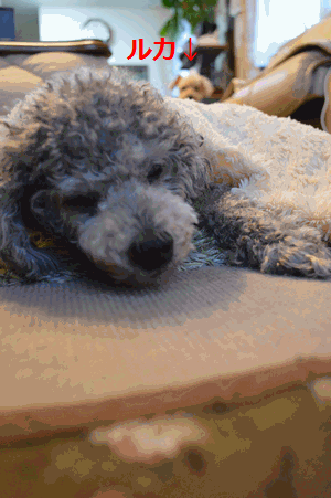 c0136736_22164292.gif