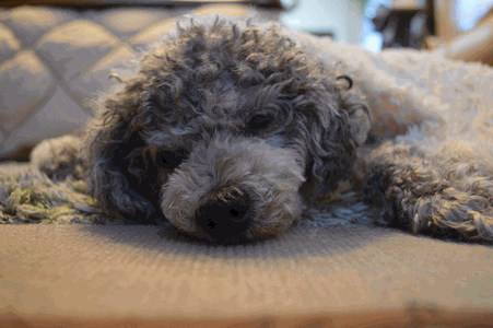 c0136736_22171686.gif